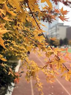 東北育才吧